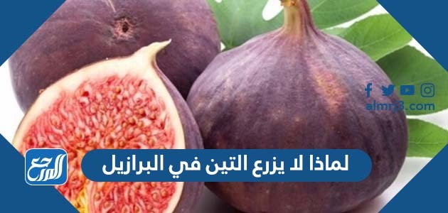 لماذا لا يزرع التين في البرازيل