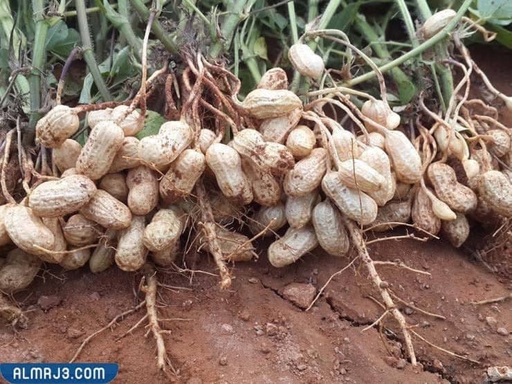 ما هو السبال المملح