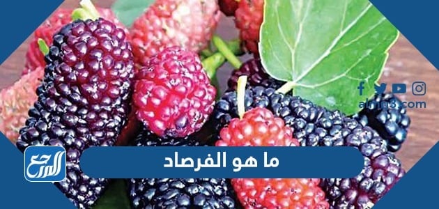 ما هو الفرصاد