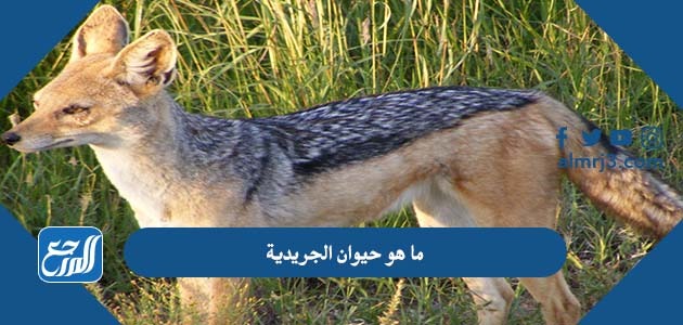 ما هو حيوان الجريدية