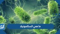 ما هي السالمونيلا وهل هي مرض معدي