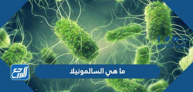 ما هي السالمونيلا