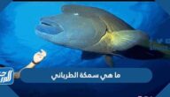 ما هي سمكة الطرباني