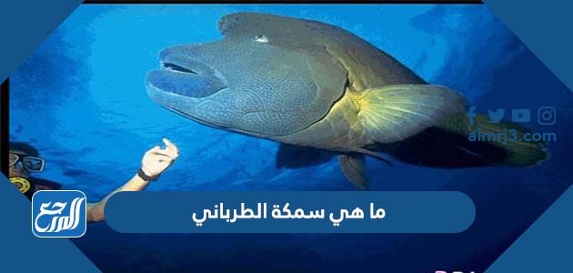 ما هي سمكة الطرباني