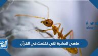 ماهي الحشرة التي تكلمت في القرآن
