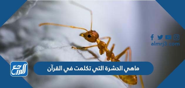ماهي الحشرة التي تكلمت في القرآن