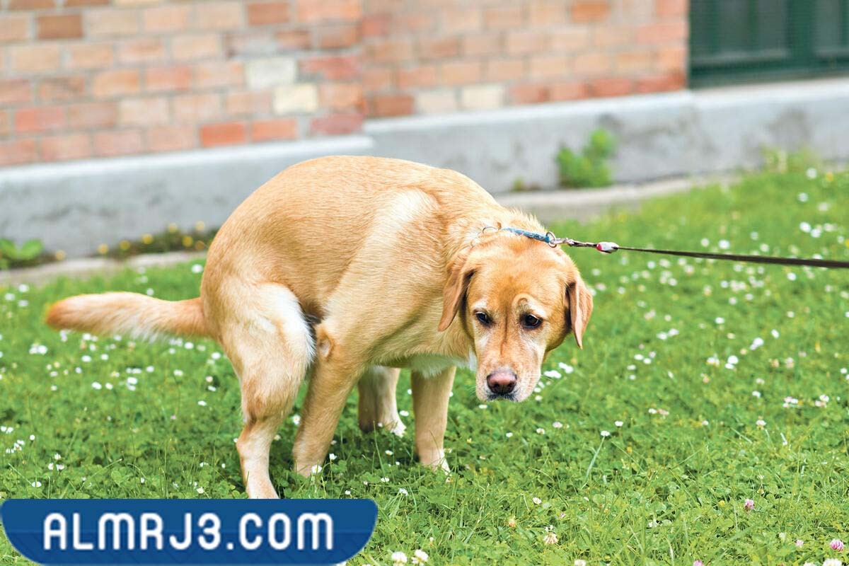 مشاكل الحيض عند الكلاب