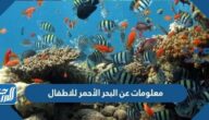 معلومات عن البحر الأحمر للاطفال بالصور