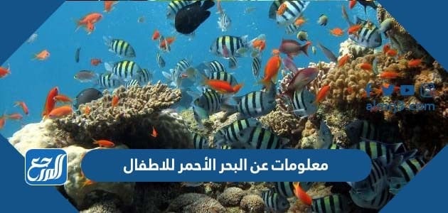 معلومات عن البحر الأحمر للاطفال