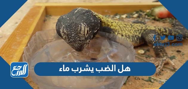 هل الضب يشرب ماء