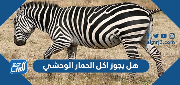 هل يجوز اكل الحمار الوحشي