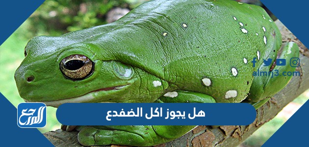 هل يجوز اكل الضفدع