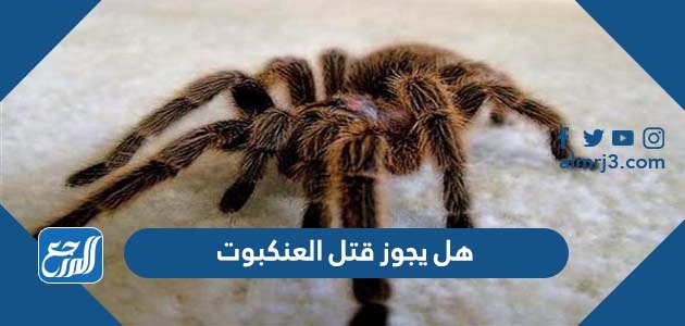 هل يجوز قتل العنكبوت