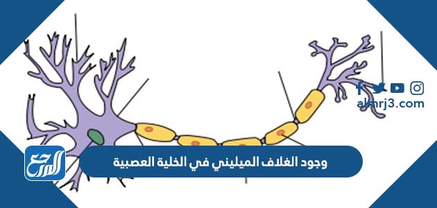 وجود الغلاف الميليني في الخلية العصبية