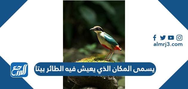 It's called the place where the bird lives.