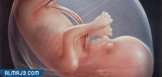 عواقب نقص الماء في الجنين