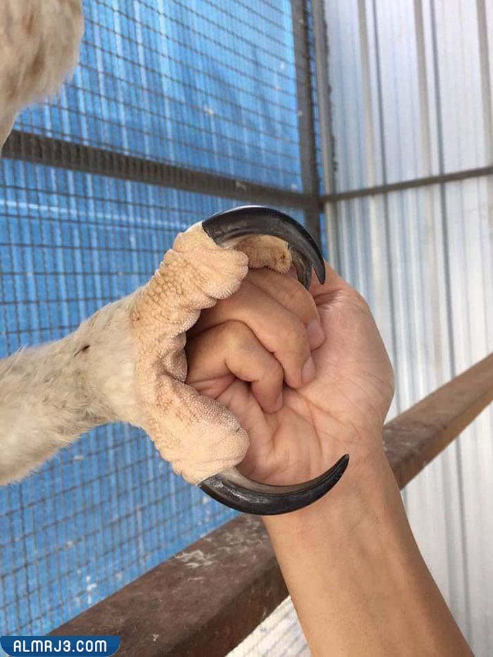 معلومات عن النسر هاربي