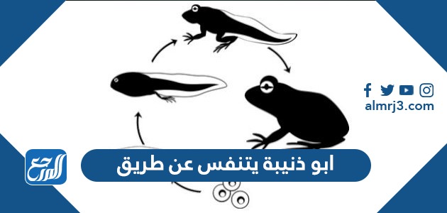 ابو ذنيبة يتنفس عن طريق