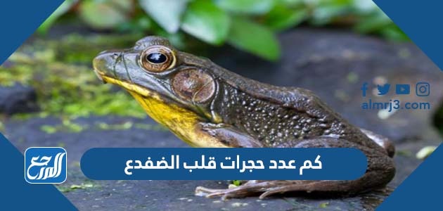 كم عدد حجرات قلب الضفدع