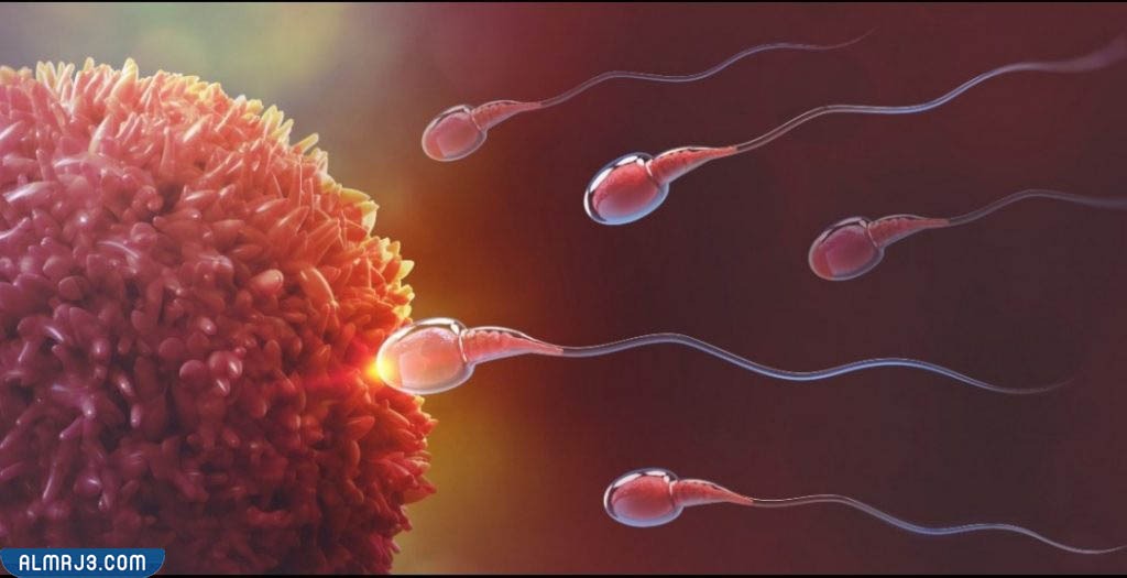 أعراض انفجار البويضة وتحولها لكيس