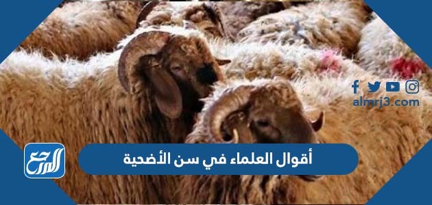 أقوال العلماء في سن الأضحية