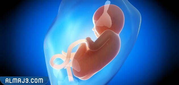 أهمية ماء الجنين في الشهر السادس