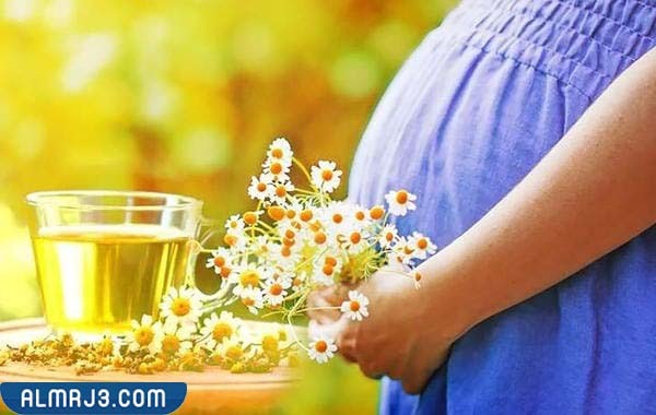 استخدامات البابونج الآمنة للحامل
