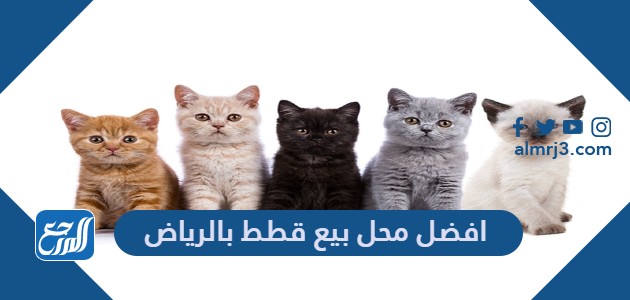 افضل محل بيع قطط بالرياض