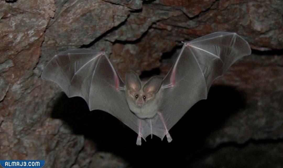 الخفاش ذو الأنف الورقي