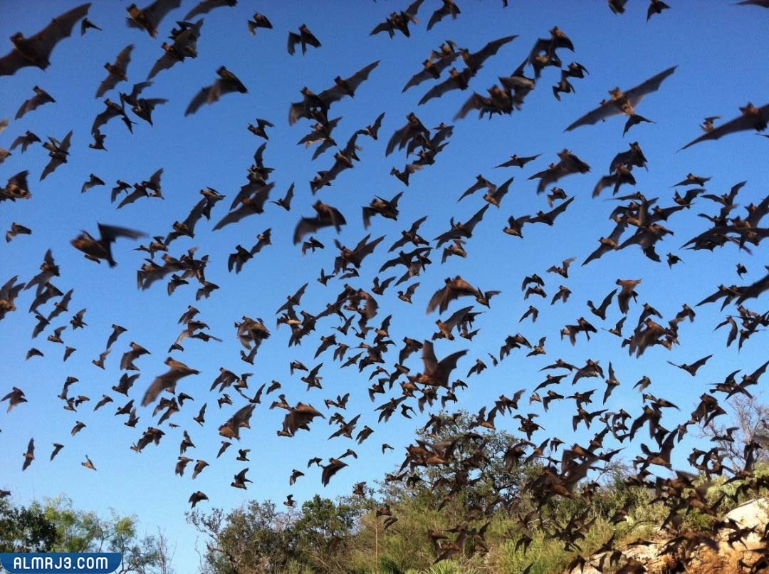 الخفاش ذو الذيل الحر