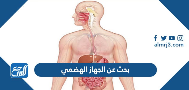 بحث عن الجهاز الهضمي