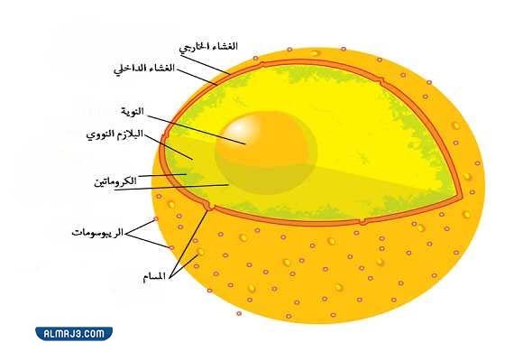 ما هي النواة