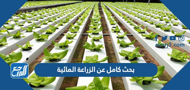 بحث كامل عن الزراعة المائية