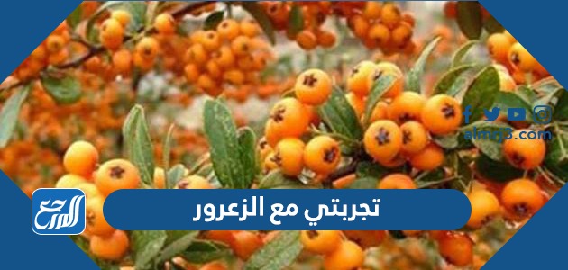 تجربتي مع الزعرور