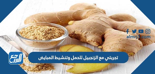 تجربتي مع الزنجبيل للحمل وتنشيط المبايض