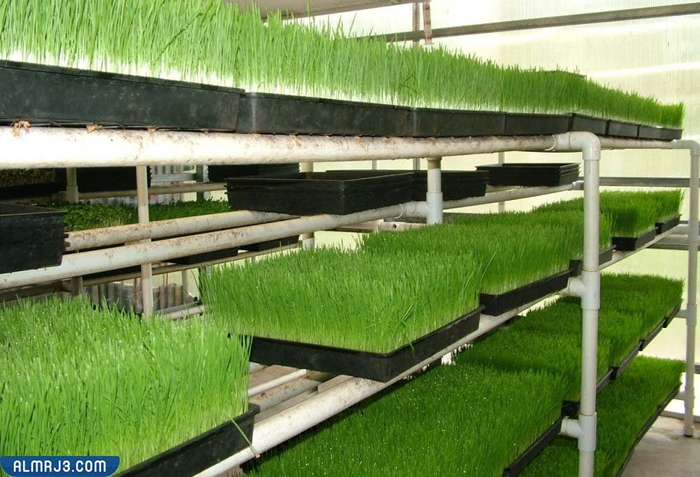 تجربتي مع الشعير المستنبت