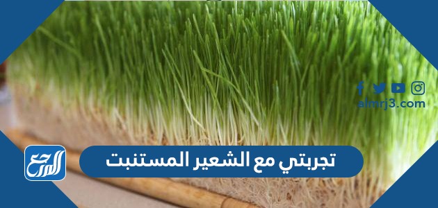 تجربتي مع الشعير المستنبت