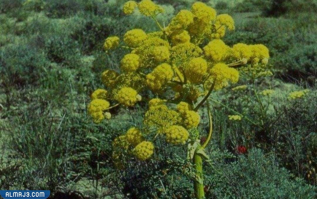 حقيقة تسمم شقيقة دانة القحطاني بسبب نبات الحلتيت