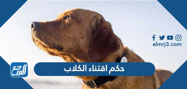 حكم اقتناء الكلاب