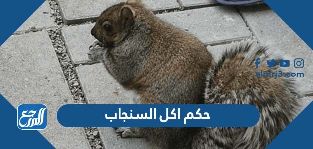 حكم اكل السنجاب