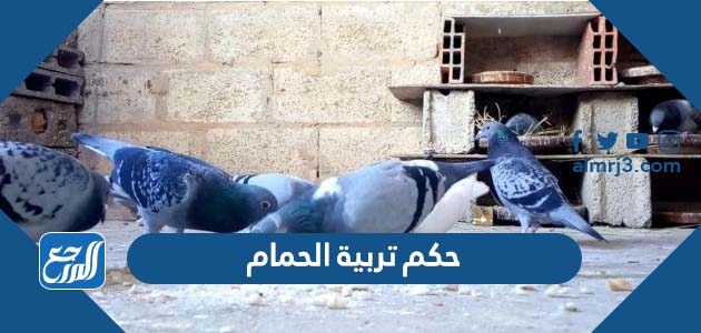 حكم تربية الحمام