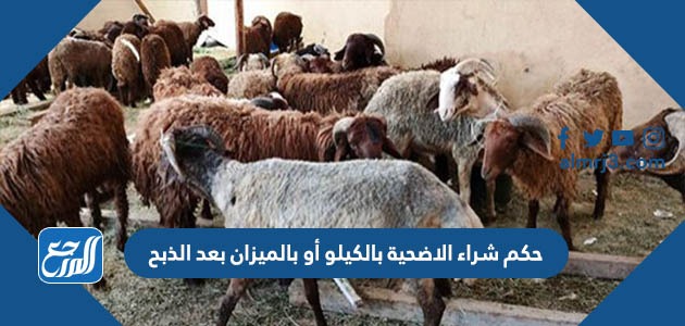 حكم شراء الاضحية بالكيلو أو بالميزان بعد الذبح