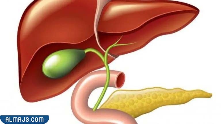 نصائح للمصابين بمرض الكبد الدهني