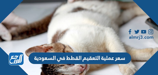 سعر عملية التعقيم القطط في السعودية