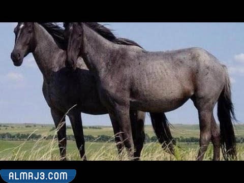 عوامل تُزيد من عمر الحصان