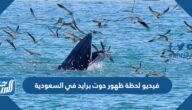فيديو لحظة ظهور حوت برايد في السعودية