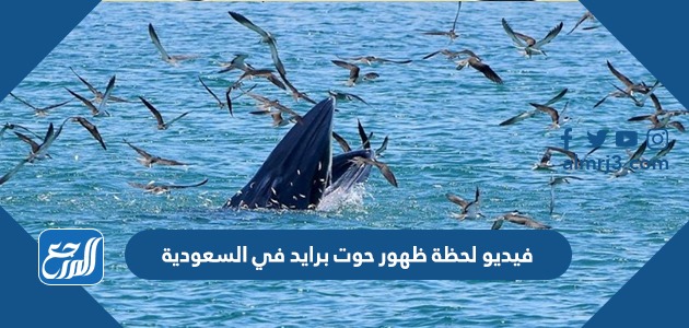 فيديو لحظة ظهور حوت برايد في السعودية