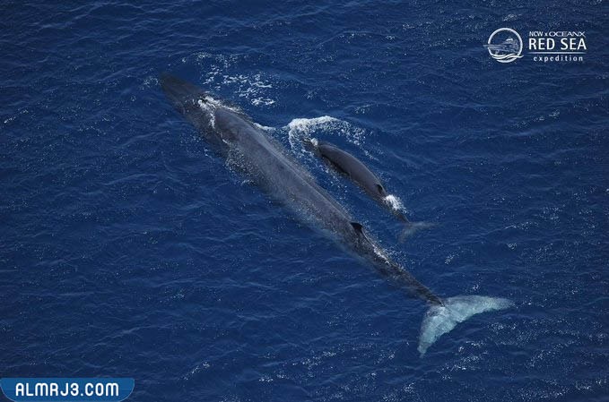 فيديو لحظة ظهور حوت برايد في السعودية