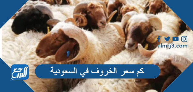 كم سعر الخروف في السعودية