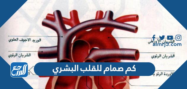 كم صمام للقلب البشري